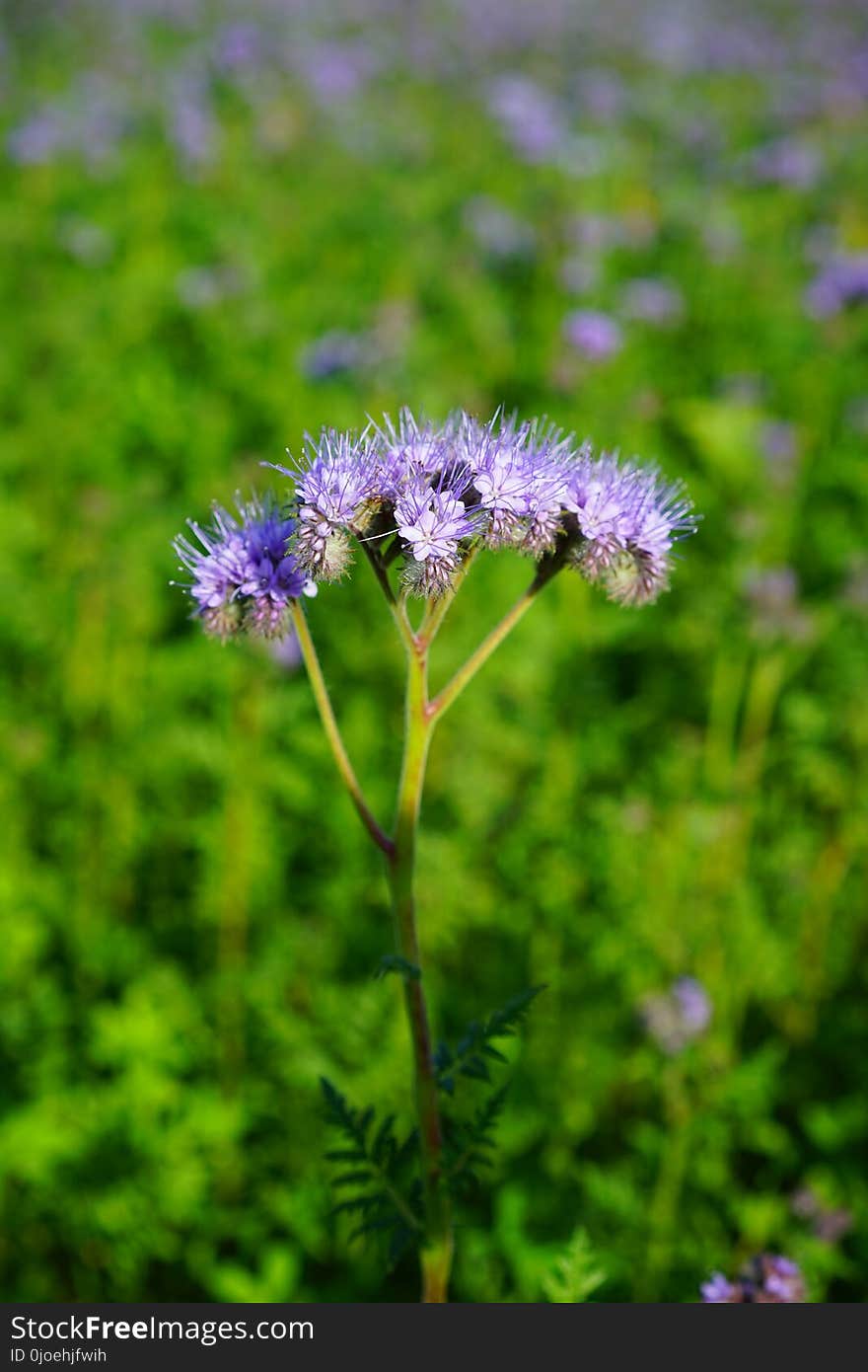 Flower, Plant, Grass, Thistle