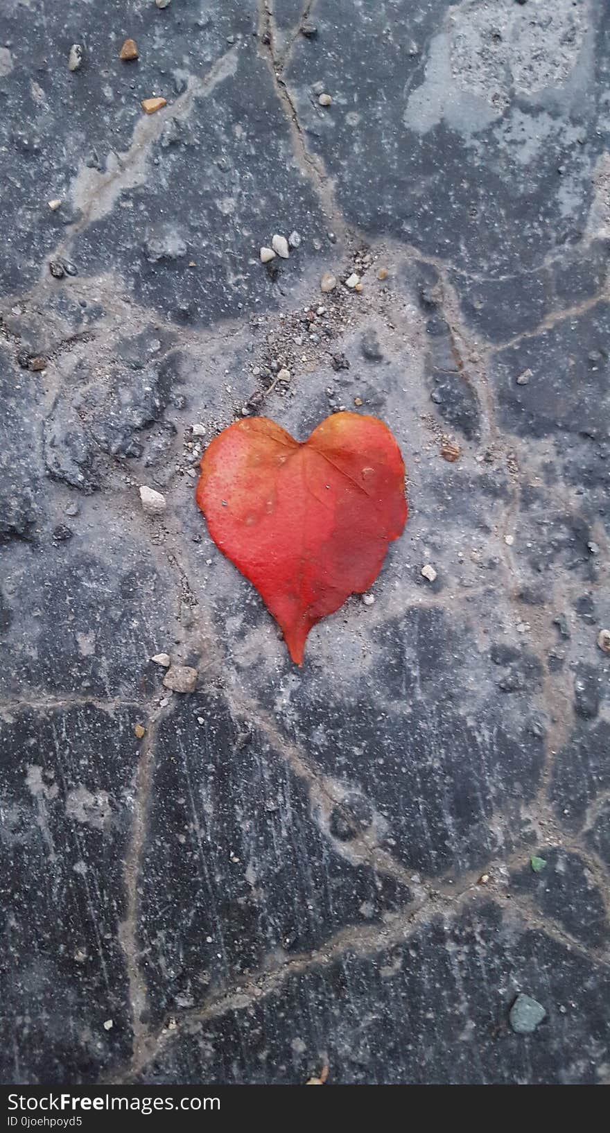 Leaf, Soil, Heart