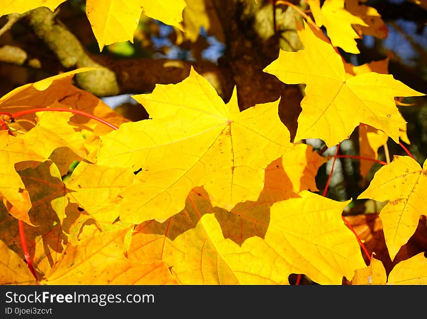 Leaf, Yellow, Maple Leaf, Autumn