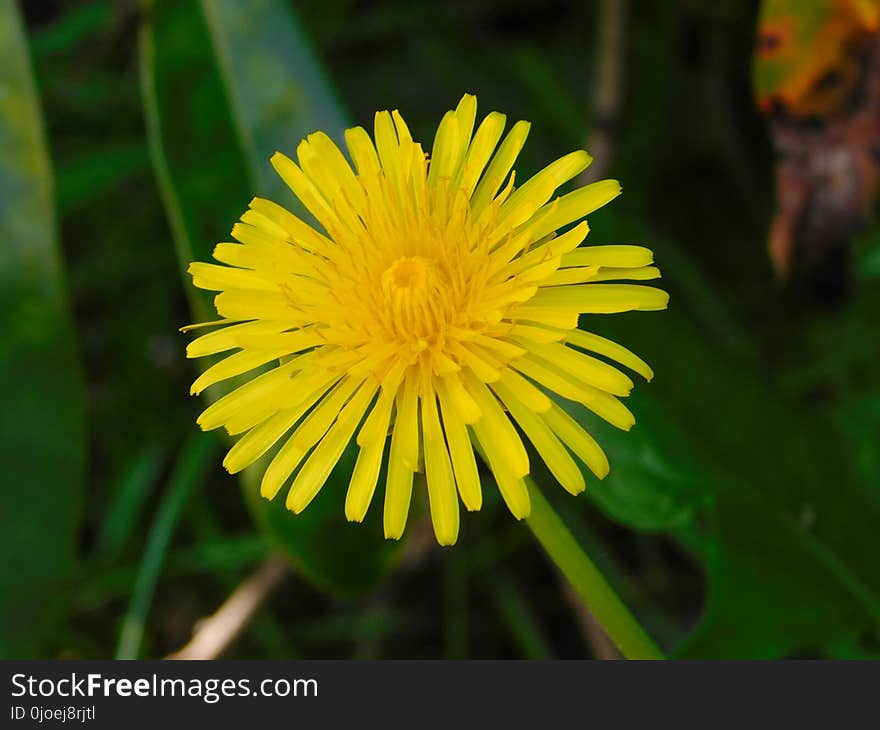 Flower, Yellow, Dandelion, Flora