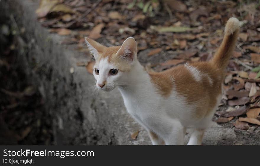 Cat, Fauna, Small To Medium Sized Cats, Whiskers