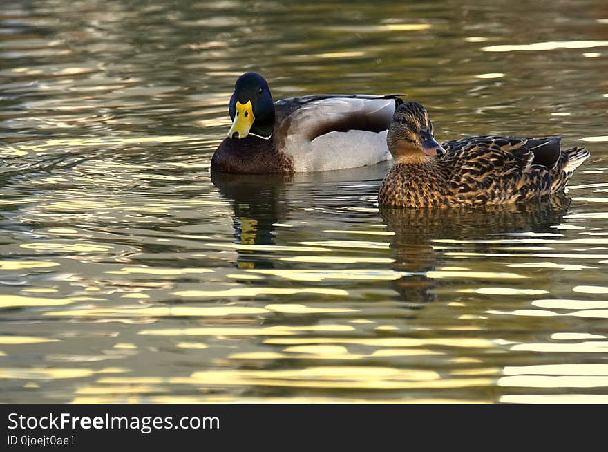 Duck, Bird, Water, Mallard