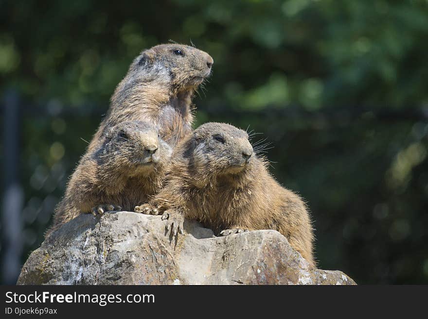 Marmot, Mammal, Fauna, Squirrel