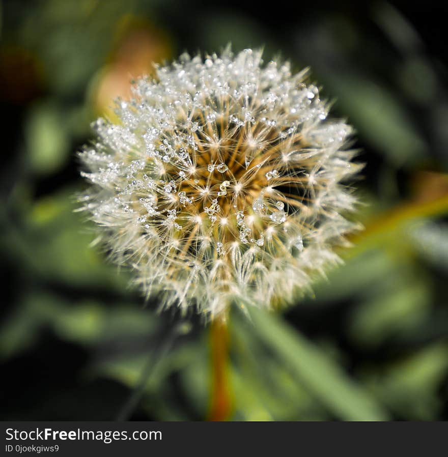 Flora, Flower, Close Up, Dandelion