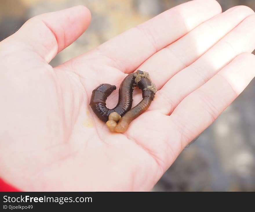 Finger, Hand, Invertebrate