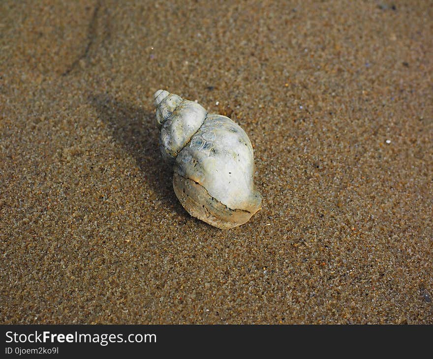 Macoma, Baltic Clam, Conchology, Tellinidae