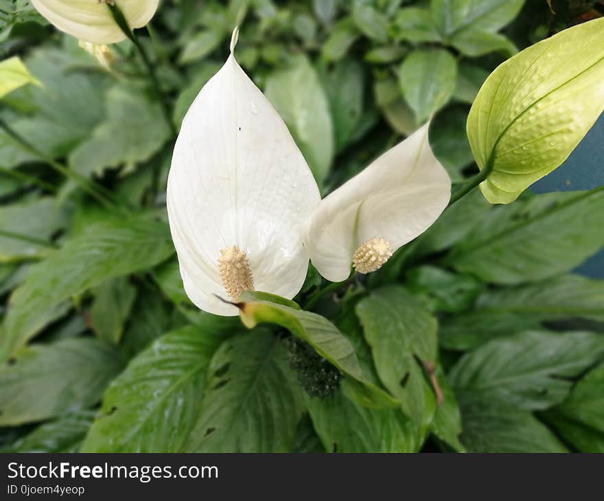 Plant, Flower, Flora, Leaf