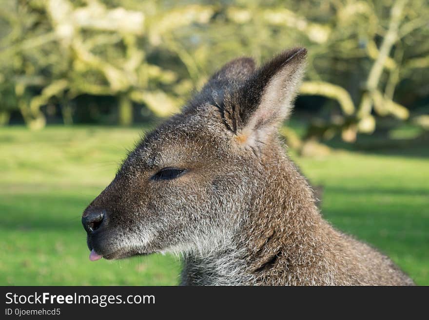 Wallaby, Wildlife, Kangaroo, Macropodidae