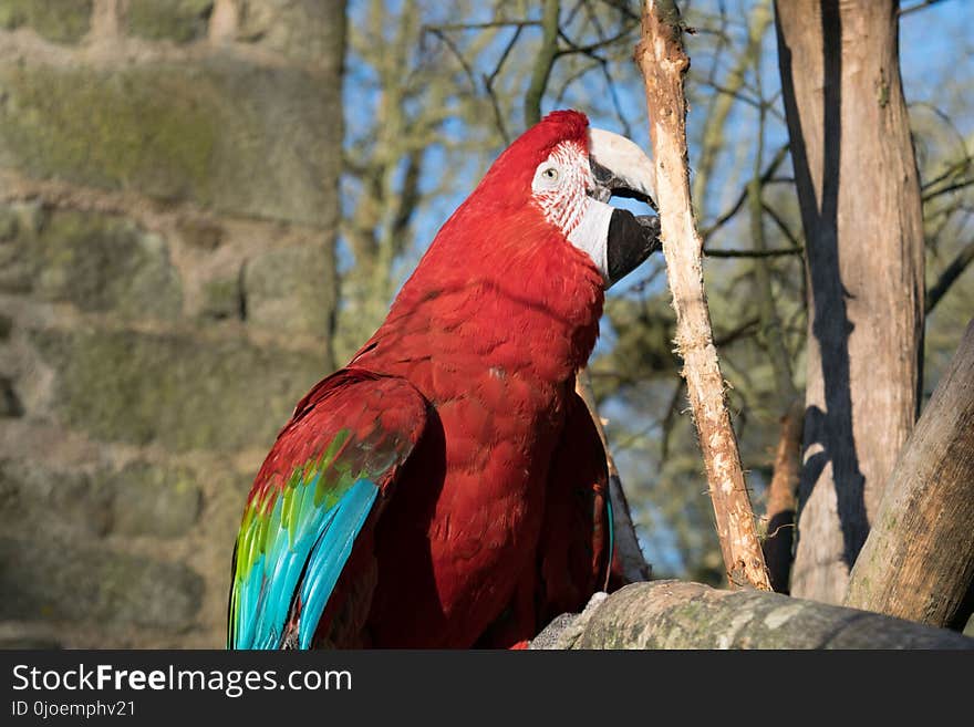 Macaw, Bird, Fauna, Parrot