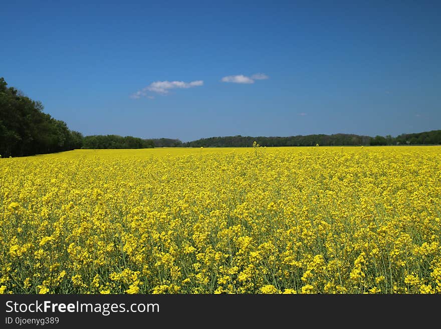 Rapeseed, Field, Canola, Yellow