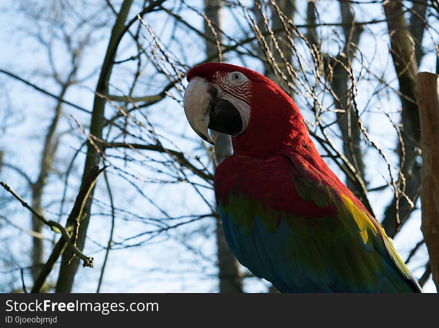 Bird, Parrot, Macaw, Beak