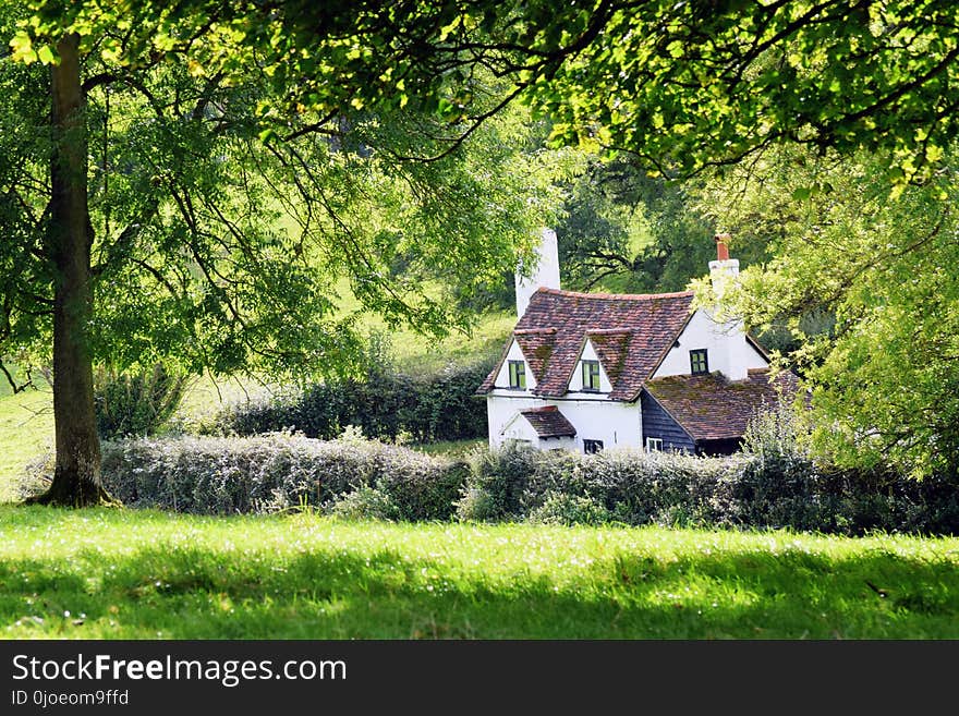 Green, Nature, Tree, Grass