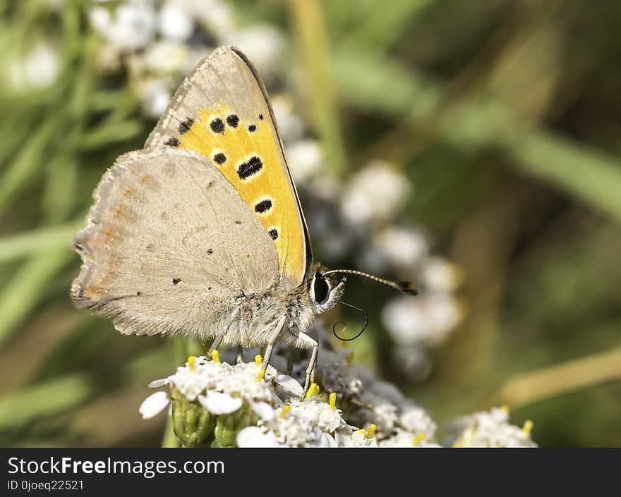 Butterfly, Moths And Butterflies, Insect, Lycaenid