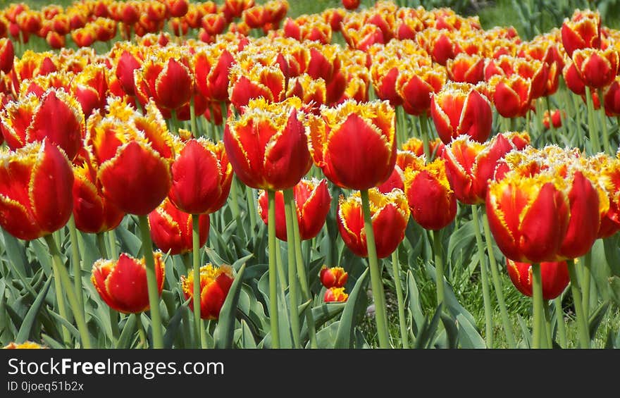 Flower, Flowering Plant, Tulip, Plant