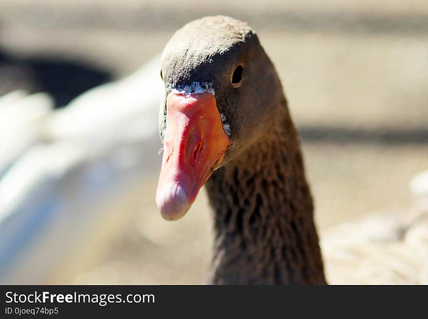 Beak, Bird, Water Bird, Ducks Geese And Swans