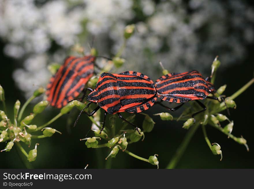 Insect, Butterfly, Moths And Butterflies, Invertebrate