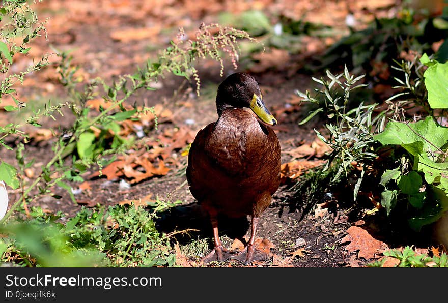 Bird, Fauna, Beak, Leaf