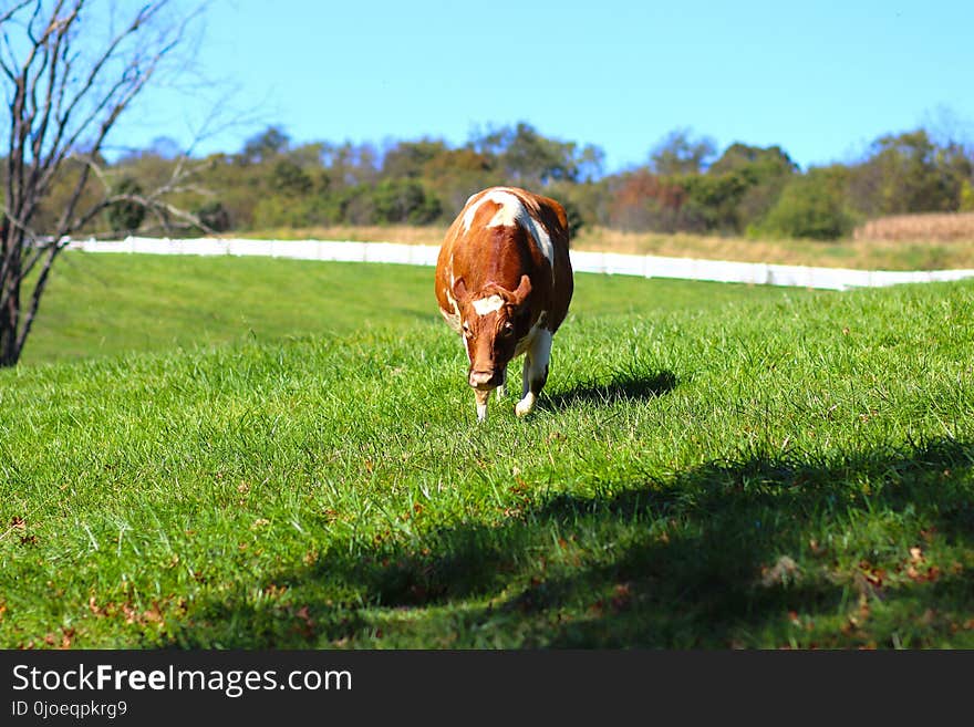 Grassland, Pasture, Green, Grass