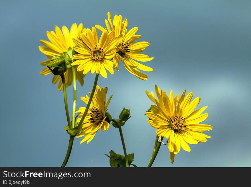 Flower, Yellow, Flora, Daisy Family