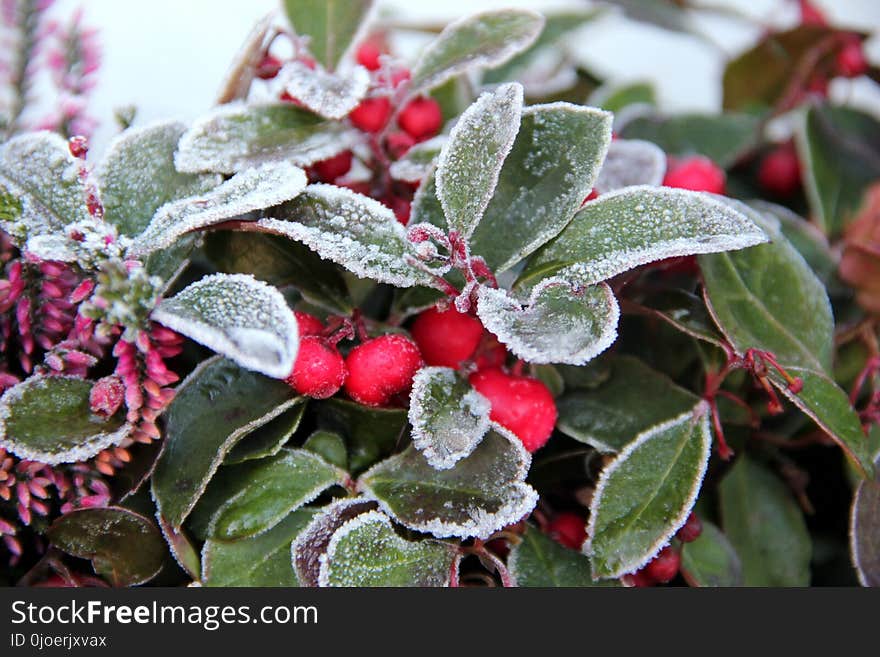 Plant, Leaf, Berry, Aquifoliaceae