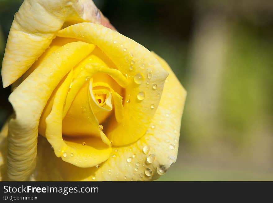 Yellow, Flower, Flora, Rose