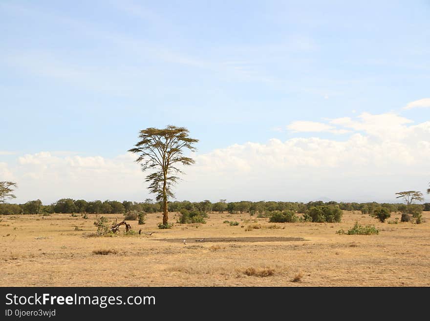 Savanna, Ecosystem, Sky, Grassland