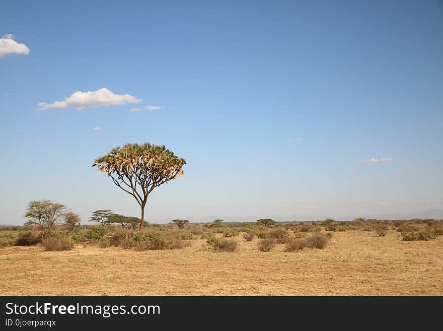 Grassland, Savanna, Sky, Ecosystem