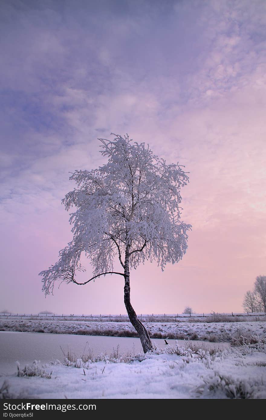 Winter, Tree, Sky, Snow