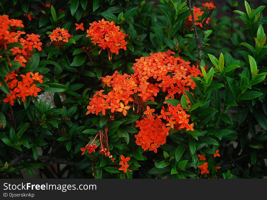 Flower, Plant, Flora, Flowering Plant