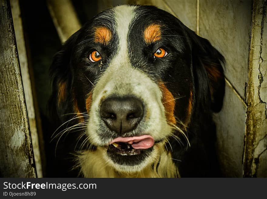 Dog, Dog Breed, Dog Like Mammal, Bernese Mountain Dog
