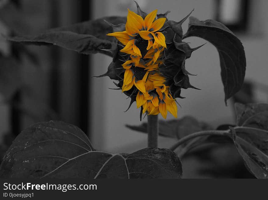 Flower, Black And White, Plant, Yellow