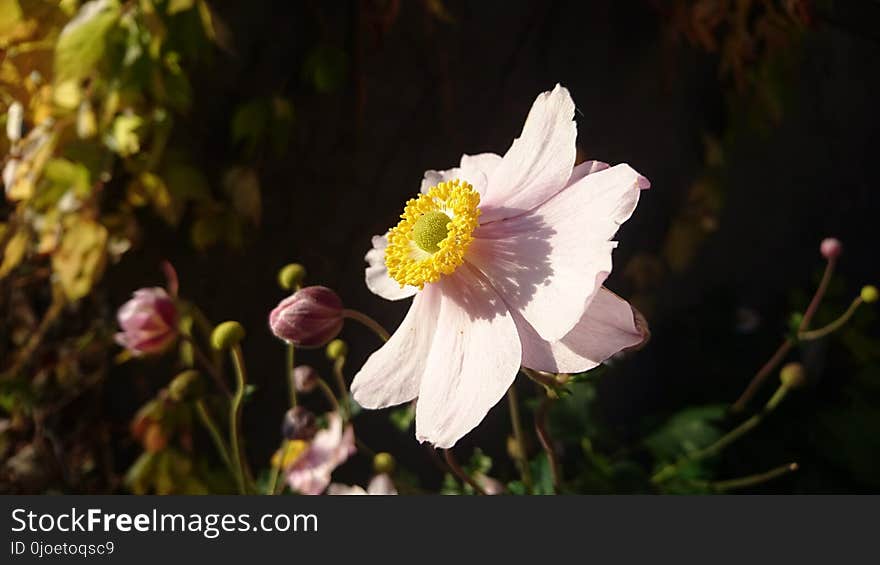 Flower, Flora, Flowering Plant, Plant