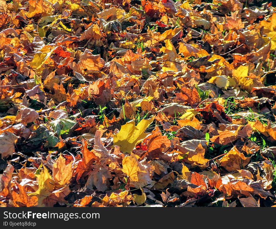 Leaf, Deciduous, Autumn, Plant