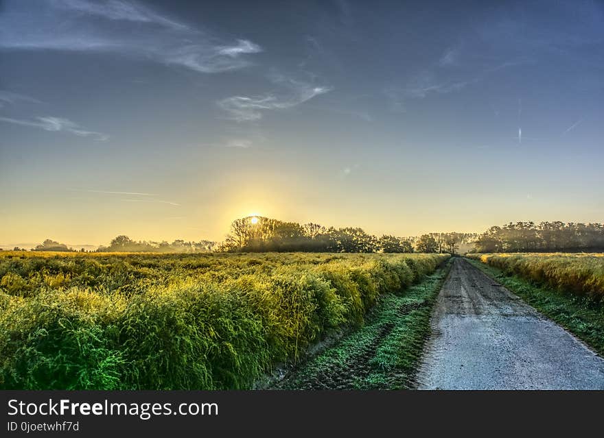 Field, Sky, Grassland, Morning