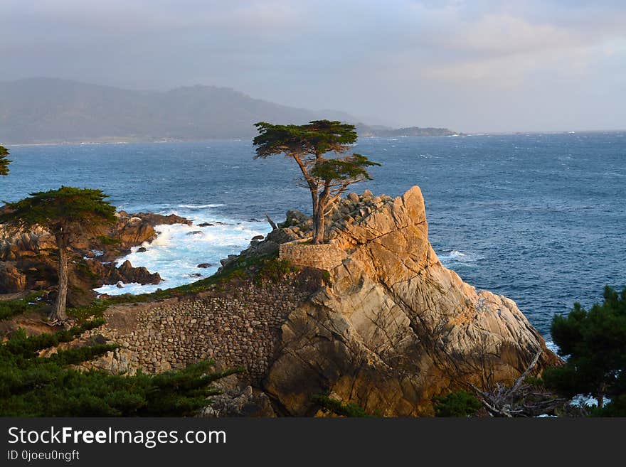 Coast, Tree, Sea, Sky