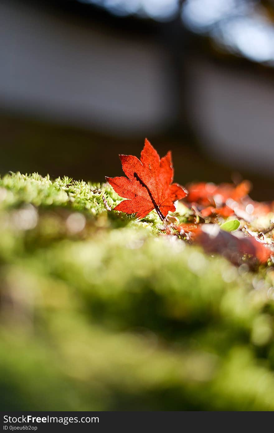 Leaf, Autumn, Close Up, Maple Leaf