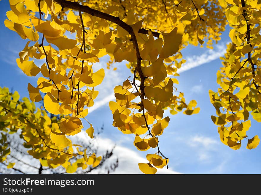 Yellow, Tree, Maidenhair Tree, Woody Plant