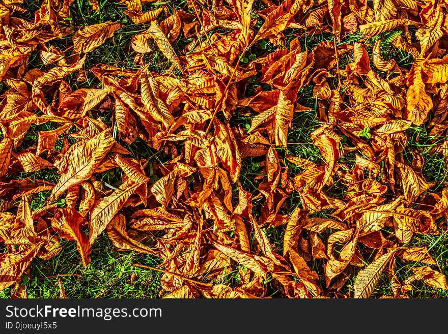 Leaf, Deciduous, Plant, Autumn