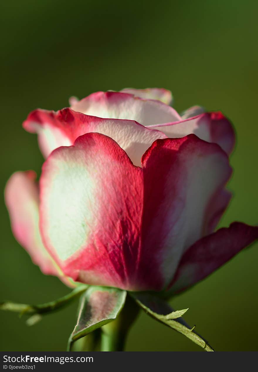 Flower, Rose Family, Rose, Garden Roses