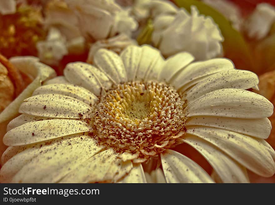 Flower, Yellow, Flora, Close Up