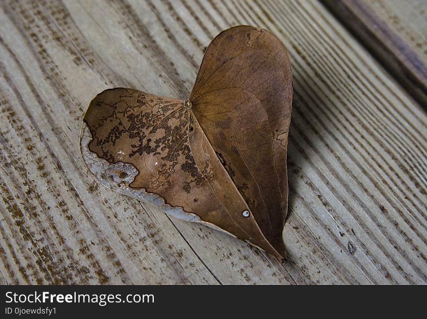 Moths And Butterflies, Moth, Invertebrate, Insect