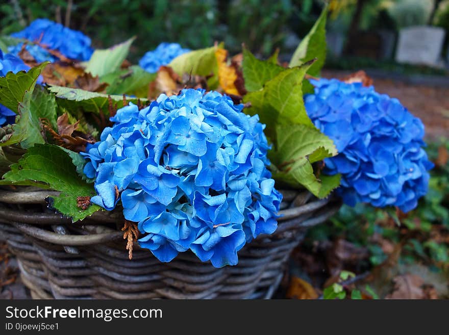 Blue, Flower, Plant, Flowering Plant