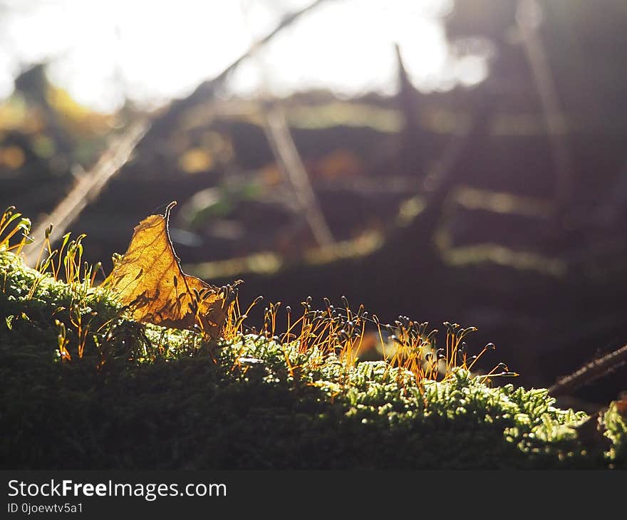 Vegetation, Leaf, Branch, Sunlight