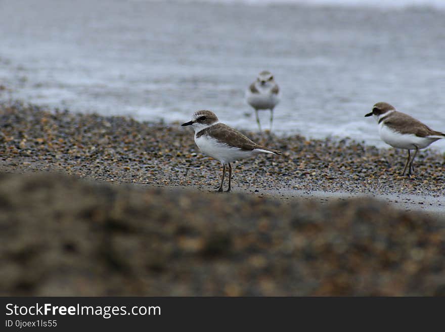 Bird, Fauna, Shorebird, Wildlife