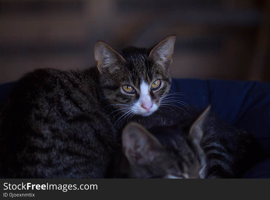 Cat, Whiskers, Mammal, Small To Medium Sized Cats