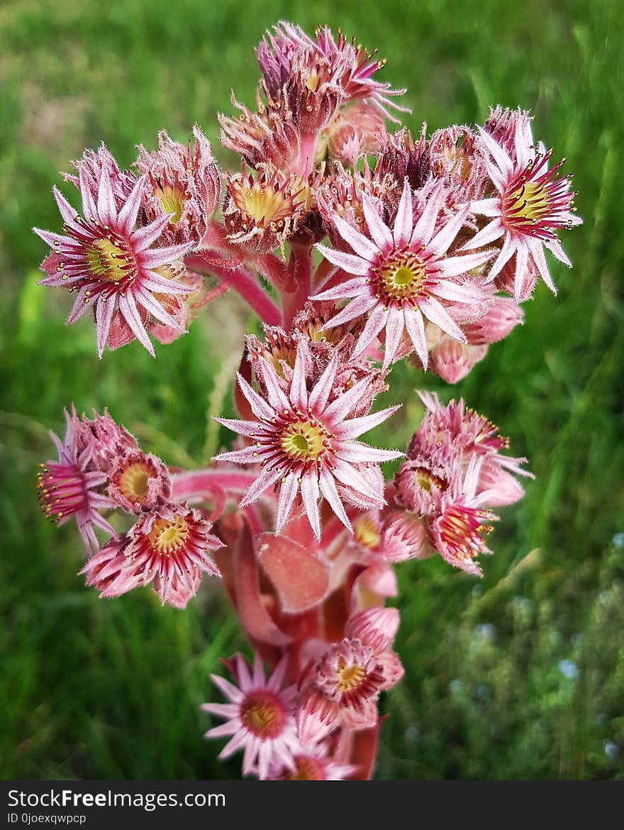 Flower, Plant, Flowering Plant, Flora