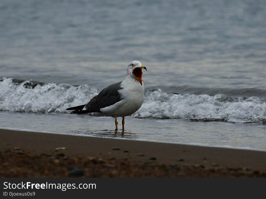 Bird, Seabird, Gull, Wave