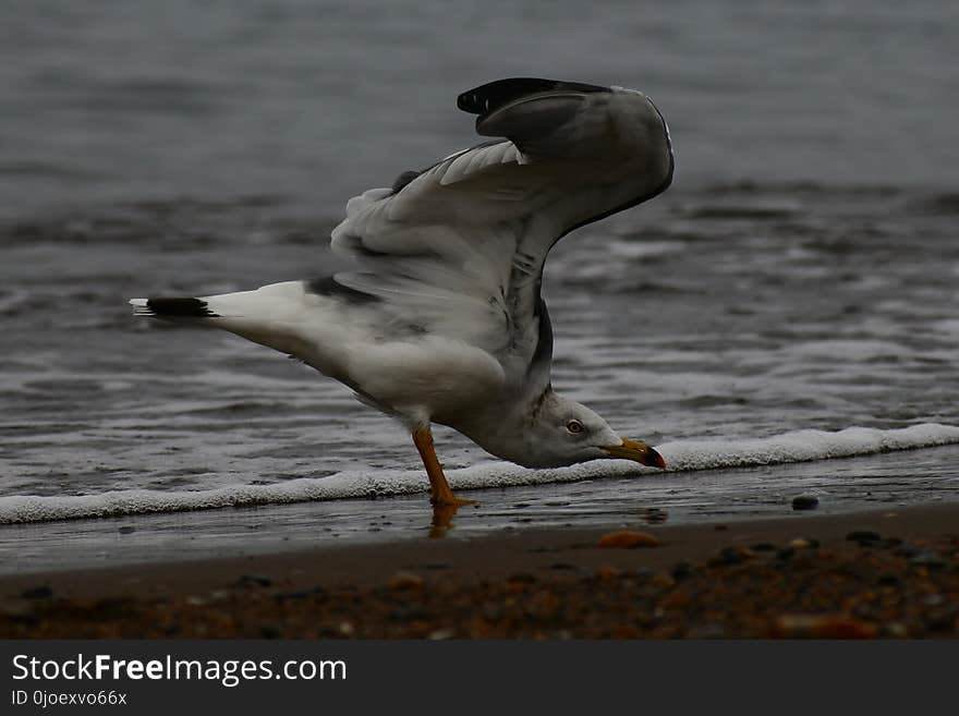 Bird, Gull, Seabird, Beak