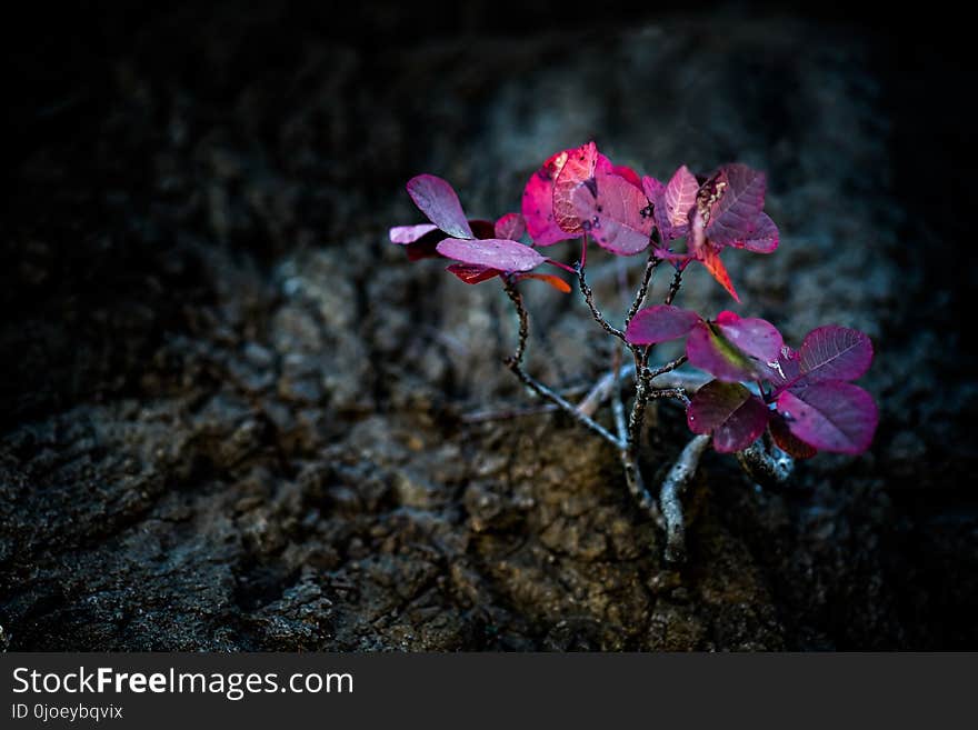 Pink, Flower, Plant, Flora