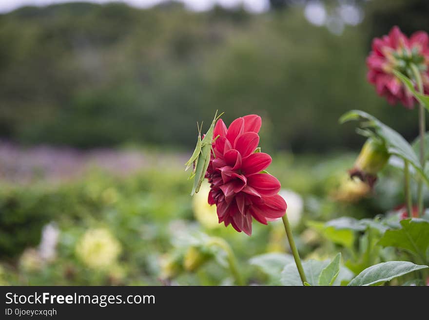 Flower, Plant, Flora, Flowering Plant